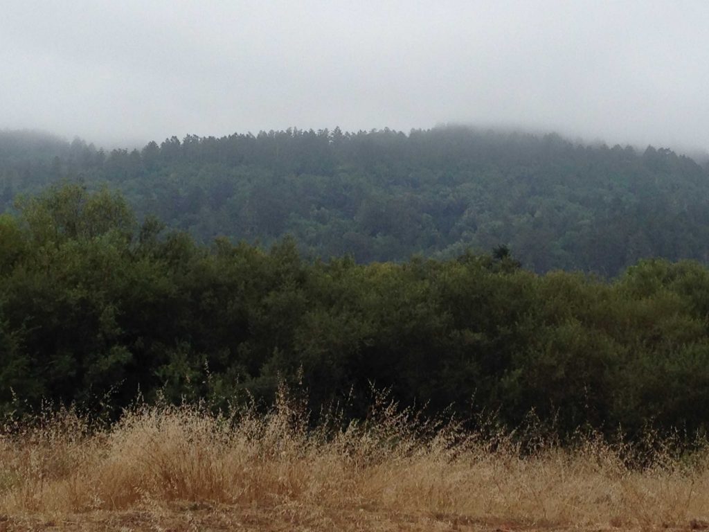 The coast is just beyond this foggy ridgeline that parallels Highway 1.