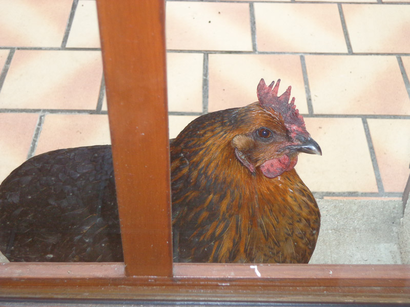One of their backyard chickens